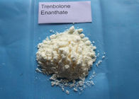 Trenbolone Enanthate Powder / Tren E For Muscle Gaining CAS 10161-33-8